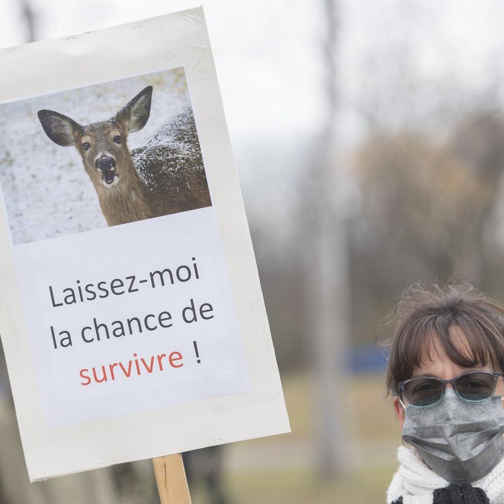 Montreal suburb declares 'end of deer saga' after killing 105 animals in urban park